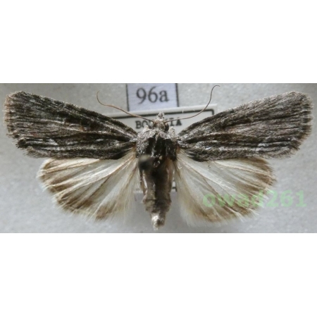 Bryoleuca raptricula (Denis & Schiffermüller, 1775) Czech96a